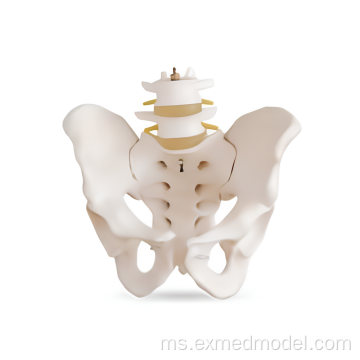 Pelvis rangka dengan dua lumbar